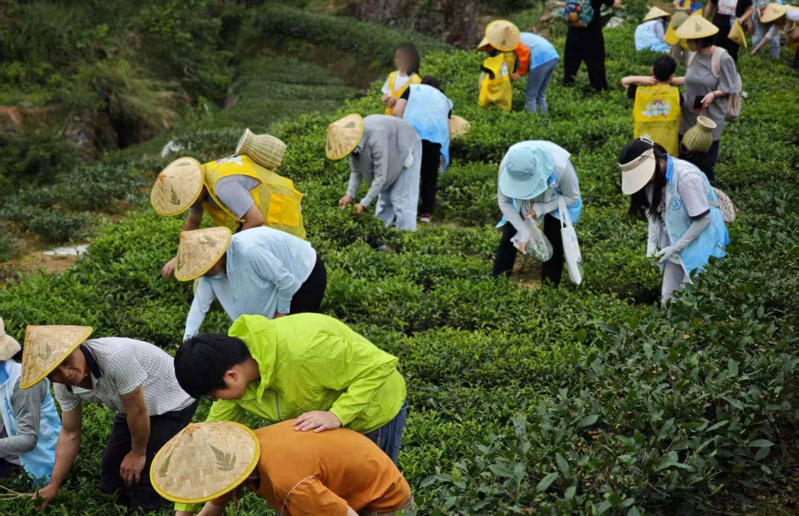 Members, staff and neighbours picking tea together on the terraced slopes of Anxi, Fujian