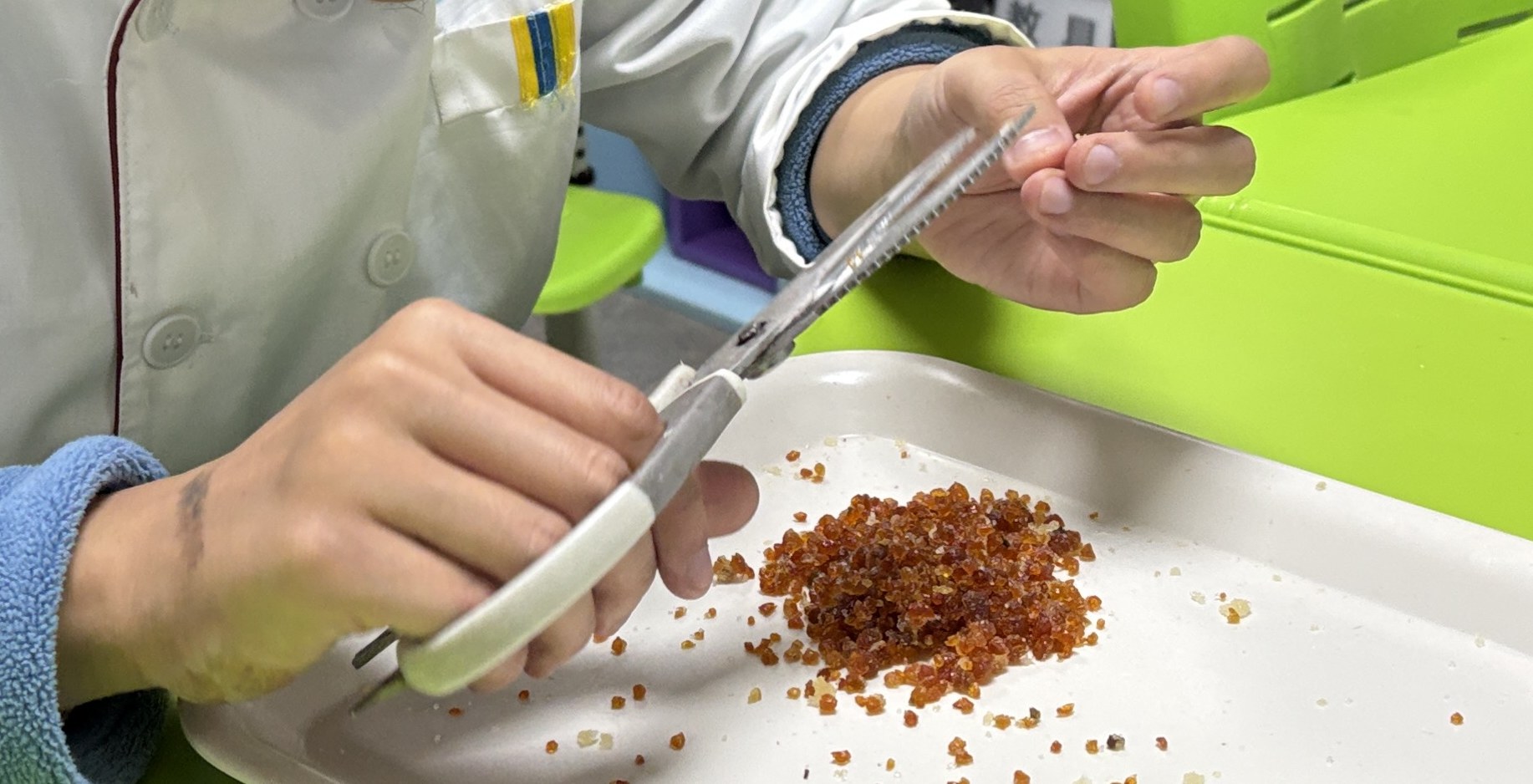 A member in a white work jacket sorting small pieces one by one with a pair of tweezers over a white tray