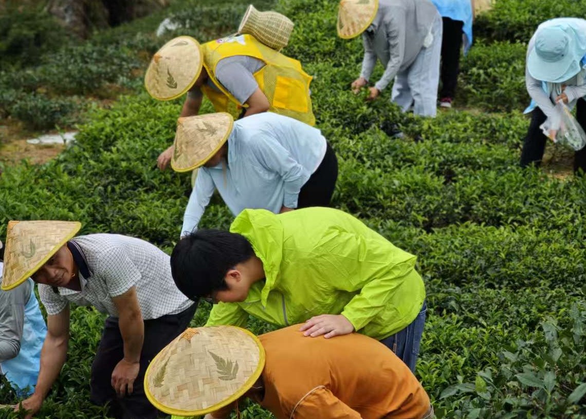 Members, staff and neighbours bent over the terraces in wide bamboo hats, picking the new leaf by hand