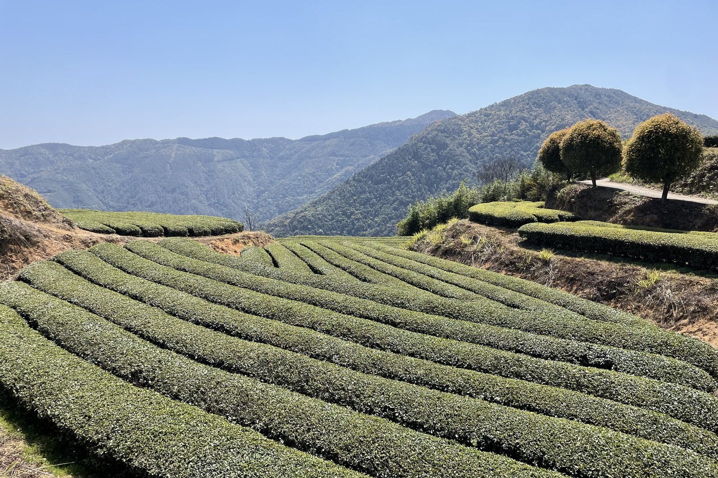 Cooperative tea gardens around the lodge in Anxi: rows of Tieguanyin curving round a terraced slope, two round trees on the ridge and mountains behind