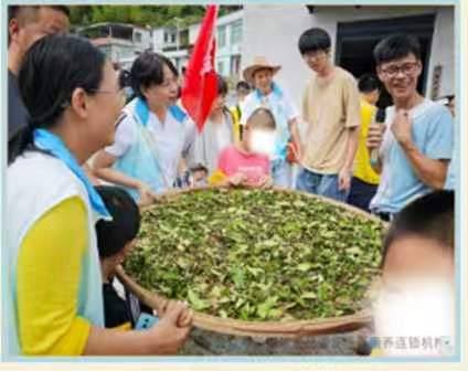 Freshly picked leaves spread out to be processed into tea