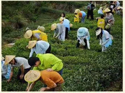 Visitors and members picking tea on the terraced slopes